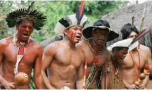 Lễ trưởng thành của các chàng trai bộ lạc Sateré-Mawé, Amazon, Brazil