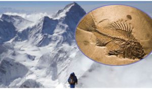 Đi tìm lý do có hóa thạch cá trên đỉnh núi Everest
