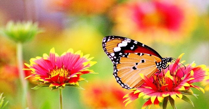 Từ sinh mệnh đến số mệnh, đến sứ mệnh