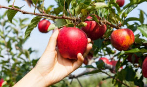 Ăn táo giúp phòng ngừa đột quỵ và nuôi dưỡng hệ vi sinh đường ruột