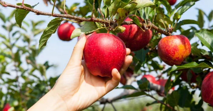 Ăn táo giúp phòng ngừa đột quỵ và nuôi dưỡng hệ vi sinh đường ruột