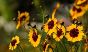 Không biết lo xa thì sẽ có ưu phiền gần