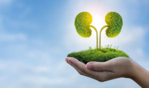 7 thực phẩm giúp bổ thận và ngăn ngừa lão hóa