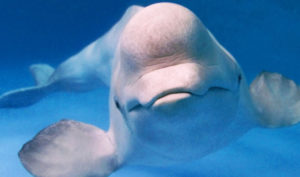 Cá voi trắng Beluga cứu người thợ lặn đuối nước