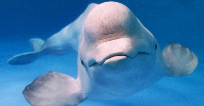 Cá voi trắng Beluga thông minh và thân thiện, ngay cả khi bị đe dọa tính mạng chúng cũng không muốn tấn công con người