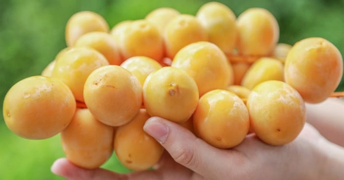 8 lợi ích sức khỏe khi ăn quả chà là
