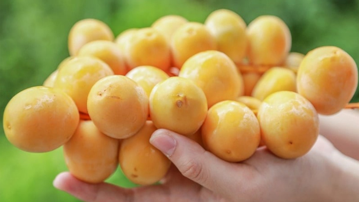 8 lợi ích sức khỏe khi ăn quả chà là