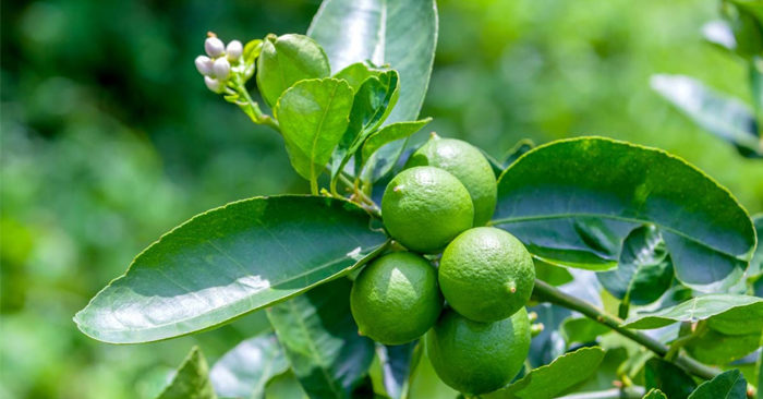 Chanh: Loại quả chua hỗ trợ miễn dịch và ngăn ngừa sỏi thận