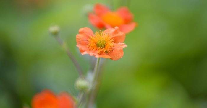 Biết lắng nghe người khác, nhưng cũng cần có chính kiến riêng