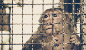 Chuyện ngụ ngôn về bầy khỉ nhắn nhủ cách đối mặt với uy quyền