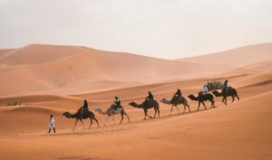 Câu chuyện trí tuệ của Ả Rập: Chia 17 con lạc đà cho 3 người con