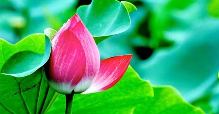 Một kiểu người làm cảm động đất trời và dịch bệnh rời xa