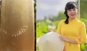 Hoa ưu đàm nở nhiều lần trong nhà chủ tiệm may áo dài tại Bắc Ninh
