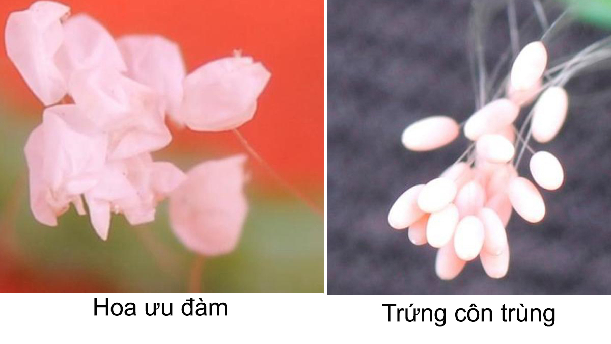 Phân biệt trứng côn trùng và hoa Ưu đàm: Dù có nhìn giống nhau nhưng trứng côn trùng và hoa Ưu đàm hoàn toàn khác nhau về cấu trúc, màu sắc và chức năng. Hãy cùng xem tranh để phân biệt cách nhận dạng chúng một cách dễ dàng.