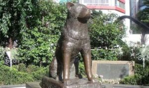 Ba câu chuyện động vật trả ơn con người bằng lòng trung thành