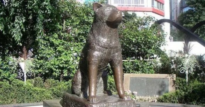 Câu chuyện về chú chó Hachiko rất nổi tiếng và cũng là một trong những câu chuyện minh chứng mạnh mẽ cho tấm lòng trung thành của những chú chó