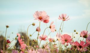 Đừng mơ ước viển vông mà đánh mất thứ quý giá mình đang có