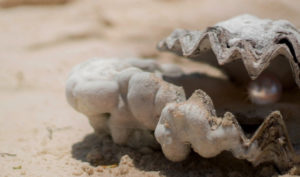 Hạt cát kiên định, cuối cùng trở thành ngọc trai