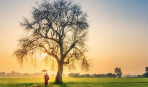 Tiền vàng tán hết rồi còn trở lại không?