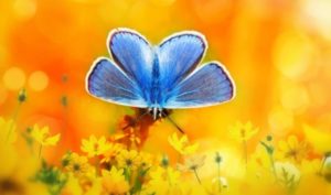 Không có hành động tử tế nào là lãng phí